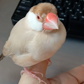 *とろ～ん♪の画像