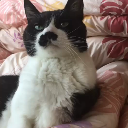 おじいちゃん猫とまたたびの記事動画