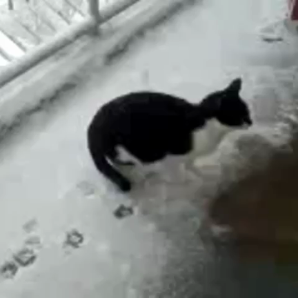 今日は猫の日の記事動画