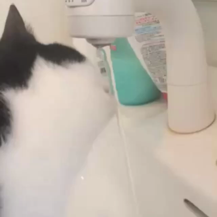 にゃんにゃんの記事動画