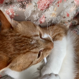 歯磨き猫ちゃん！自分の歯は自分で守る･:*+.\(( °ω° ))/.:+の画像