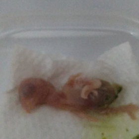 また始まりましたの画像