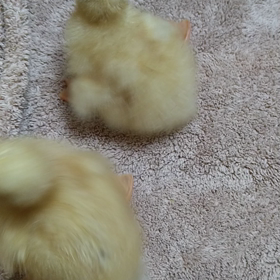 わが家もピーちゃんの画像
