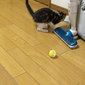 今日のアロくんの画像