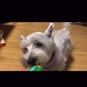 WESTIELoveちゃん｛わんこの気持ち歌｝の画像
