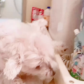 もじき17歳でーす✌️✌️✌️の画像