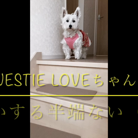 WESTIE の バーケション❤️の画像