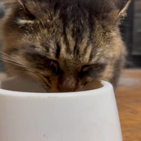 安らぐもの、動物猫犬。の画像