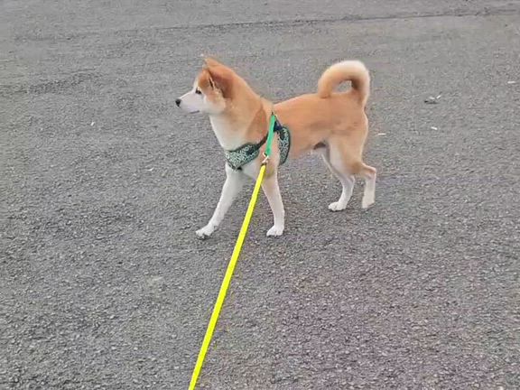 昨日の散歩️の記事動画