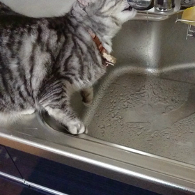 可愛いの画像