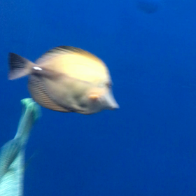 水族館の画像