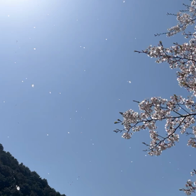桜舞い散る川辺かな。の画像