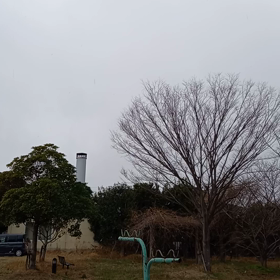 小雪の画像