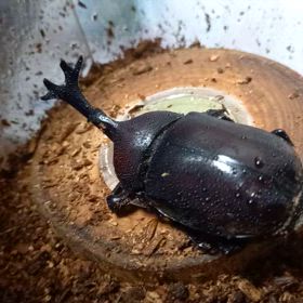 我が家のカブトムシ長生きでしたの画像