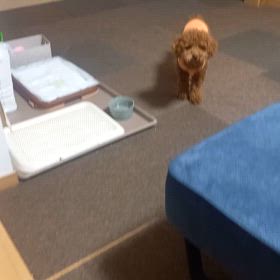 愛犬とキャッチボールの画像