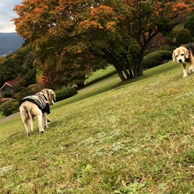 踏んでますよの画像
