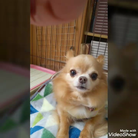 モグモグ動画みれるかな？Uo･ｪ･oUの画像