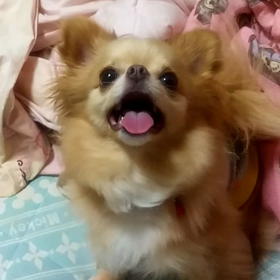 ひめたんキャッチ(^^)/の画像