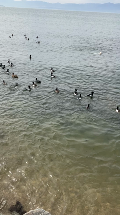シャーレ水が浜【滋賀・琵琶湖◆カフェ】絶景カフェの記事動画