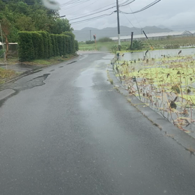 ☆大水、倒木、そして亀☆の画像