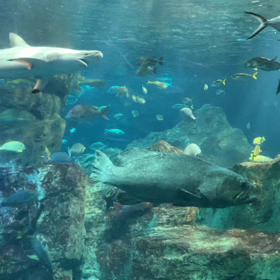 ☆水族館いいなぁ〜☆の画像