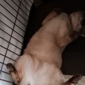 人をダメにする猫　その１の画像