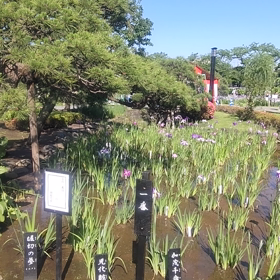 堀切菖蒲園の動画の画像