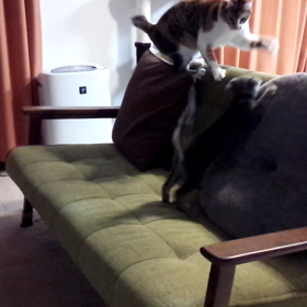 攻防戦～ソファ編～の画像