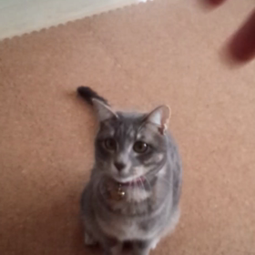 おぎょうぎよいのですねΣ(･ω･ノ)ノの画像