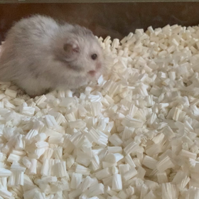 動物は癒やしだね☆の画像