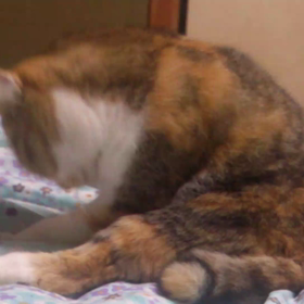 ミーちゃんの動画の画像