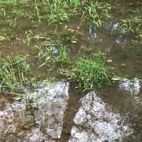 清水谷戸の守の画像