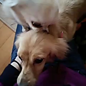 とあちゃん動画。今朝の風景の画像