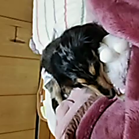 またまた動画の画像