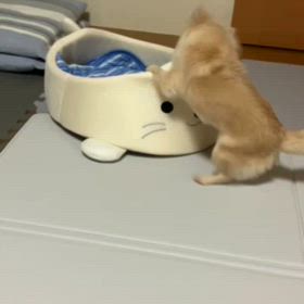 ジュリアンちゃんの画像