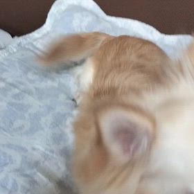 今日から新学期の画像