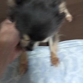 バタバタの画像