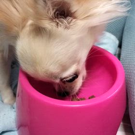 完食の画像