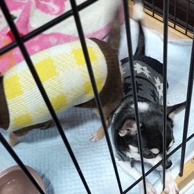 食事の画像