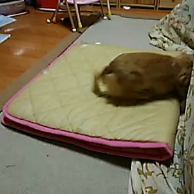 音愛ちゃん動画の画像