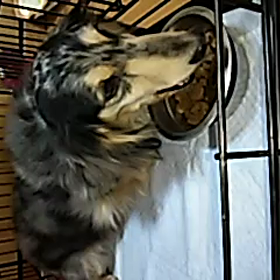 お食事風景の画像
