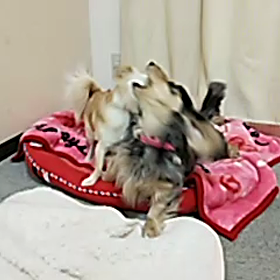 ナウの画像