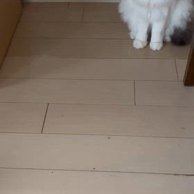 にゃんこに好評なおもちゃの画像