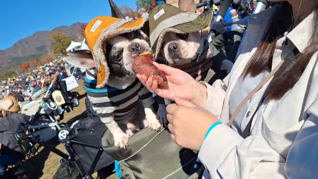 フレブルＬＩＶＥ①の記事動画