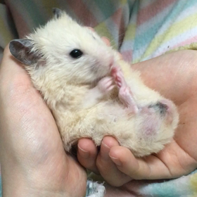 顔も足もピカピカに…。の画像