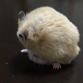 こはむ 4ヶ月になりました。の画像