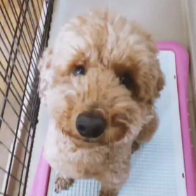 おしゃべりの画像