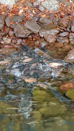 【河口湖・西湖・芦ノ湖バス釣り】釣果情報…冬春から春へ♪の記事動画