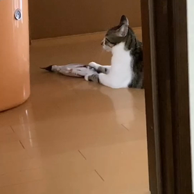 おもちゃの画像