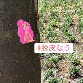 セミの画像